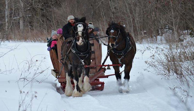 There were horse-drawn sleigh rides at the Dunvegan Carnival.  (Photo Janice Winsor)