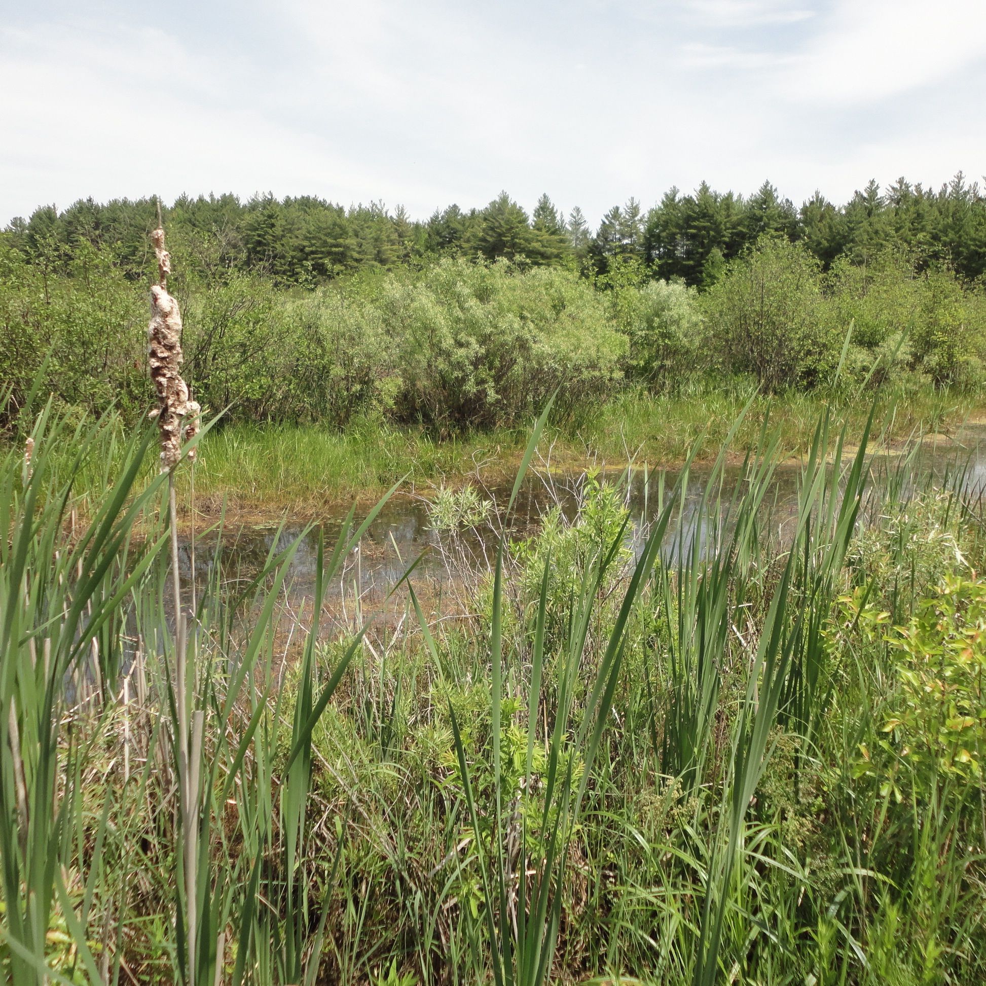 Forest management: Estate planning and solutions