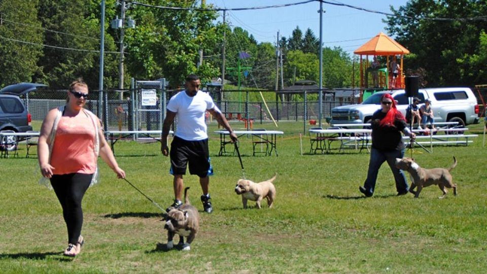 Submitted_American Bully dog show_WEB_2