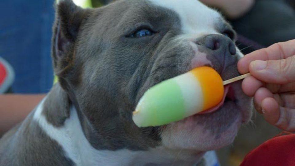 Submitted_American Bully dog show_WEB_5