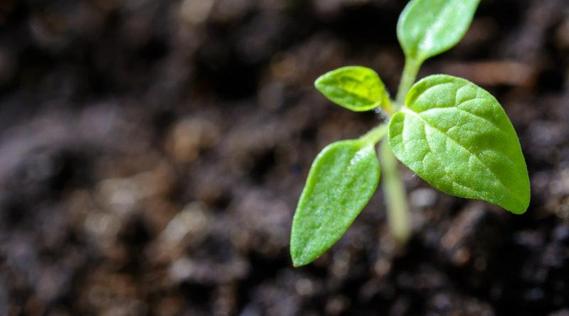Hawkesbury high school earns accolade for ecological development