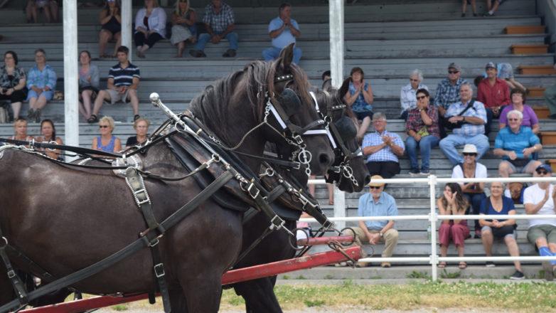 SGM_Horse Buggy Strawberry Social 2018 07 08 (140)