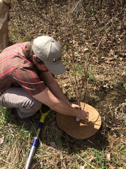SNC accepting tree orders for spring 2019