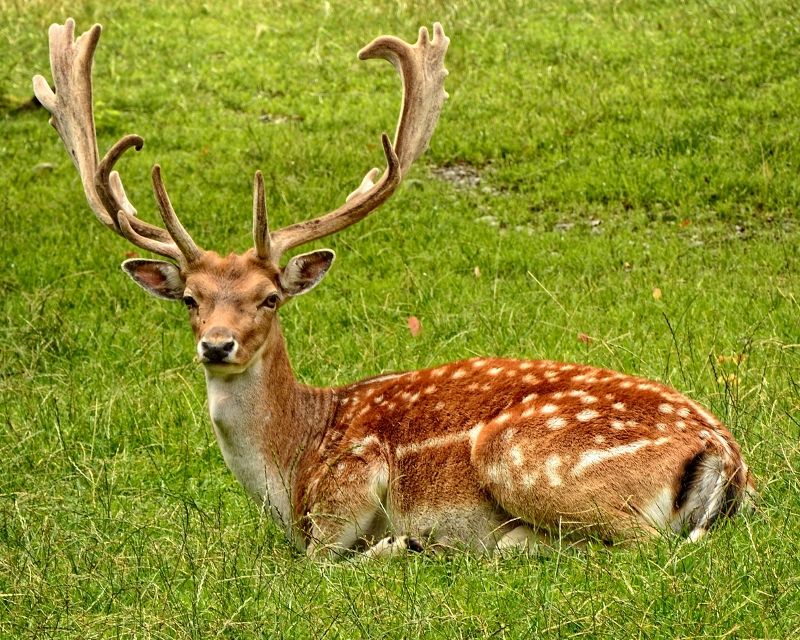 Third case of Chronic Wasting Disease found in Québec deer