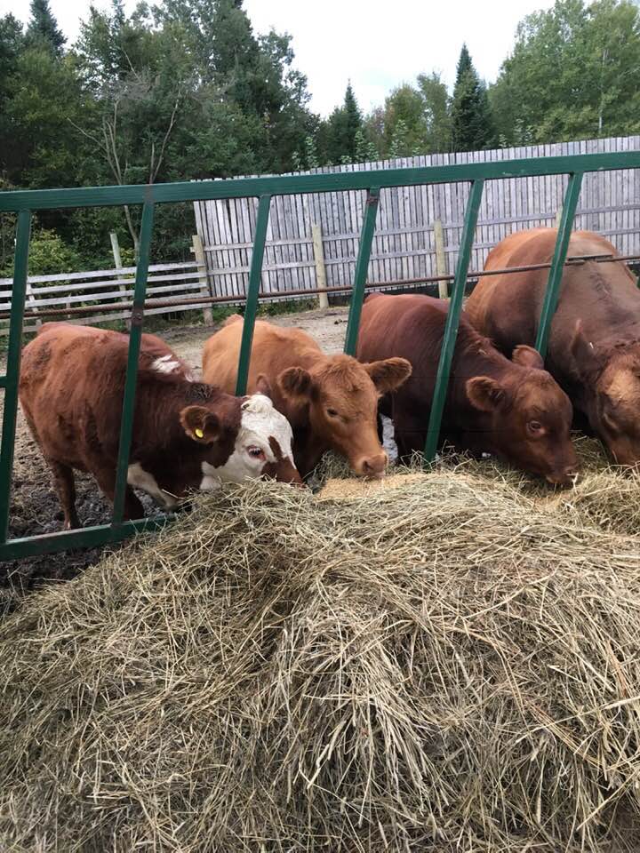 Stolen livestock recovered; owner offers reward in attempt to recover last three missing animals