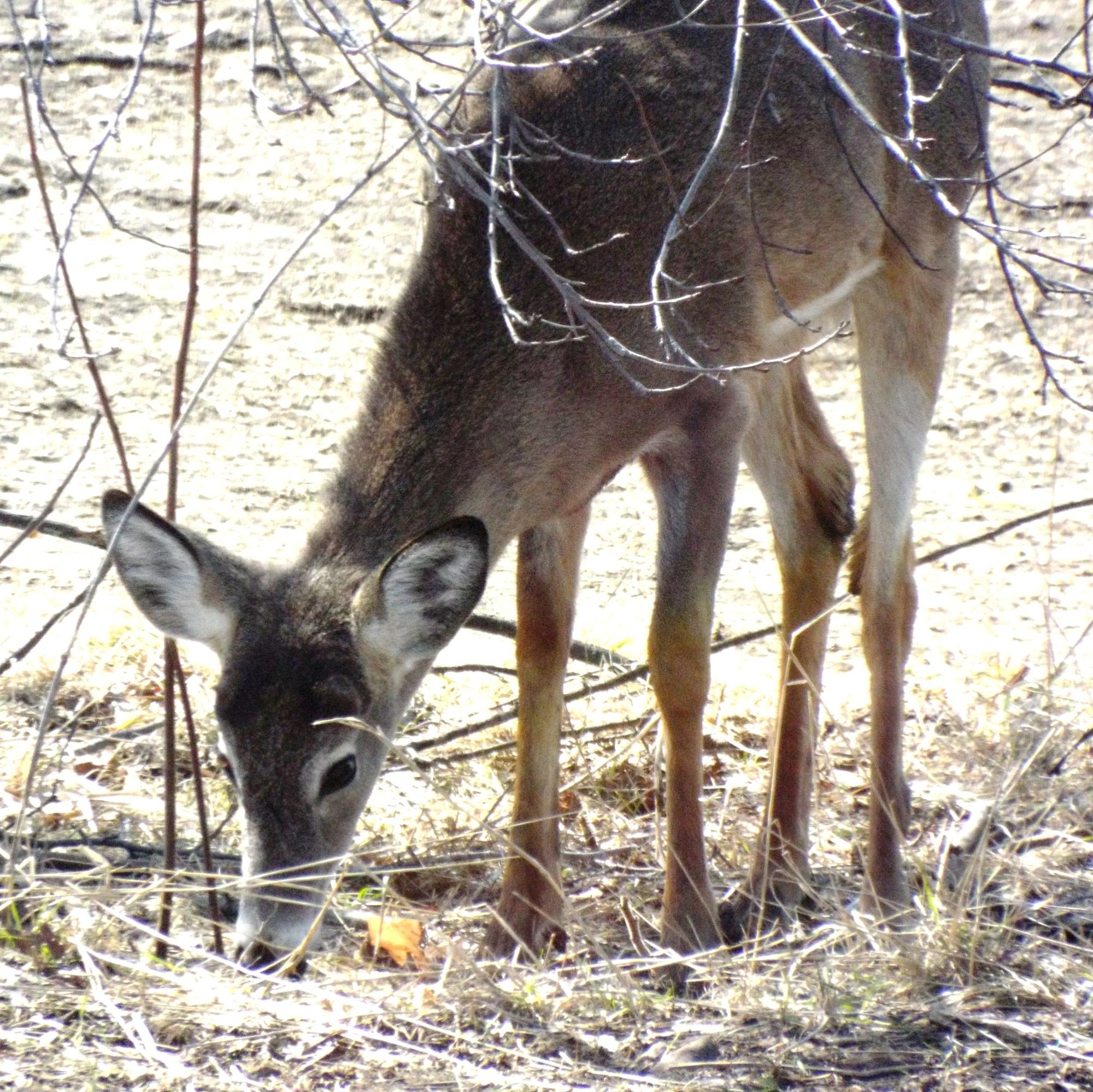 Programmes en agroforesterie de La Cité et décompte de la faune des forêts de l’Est ontarien