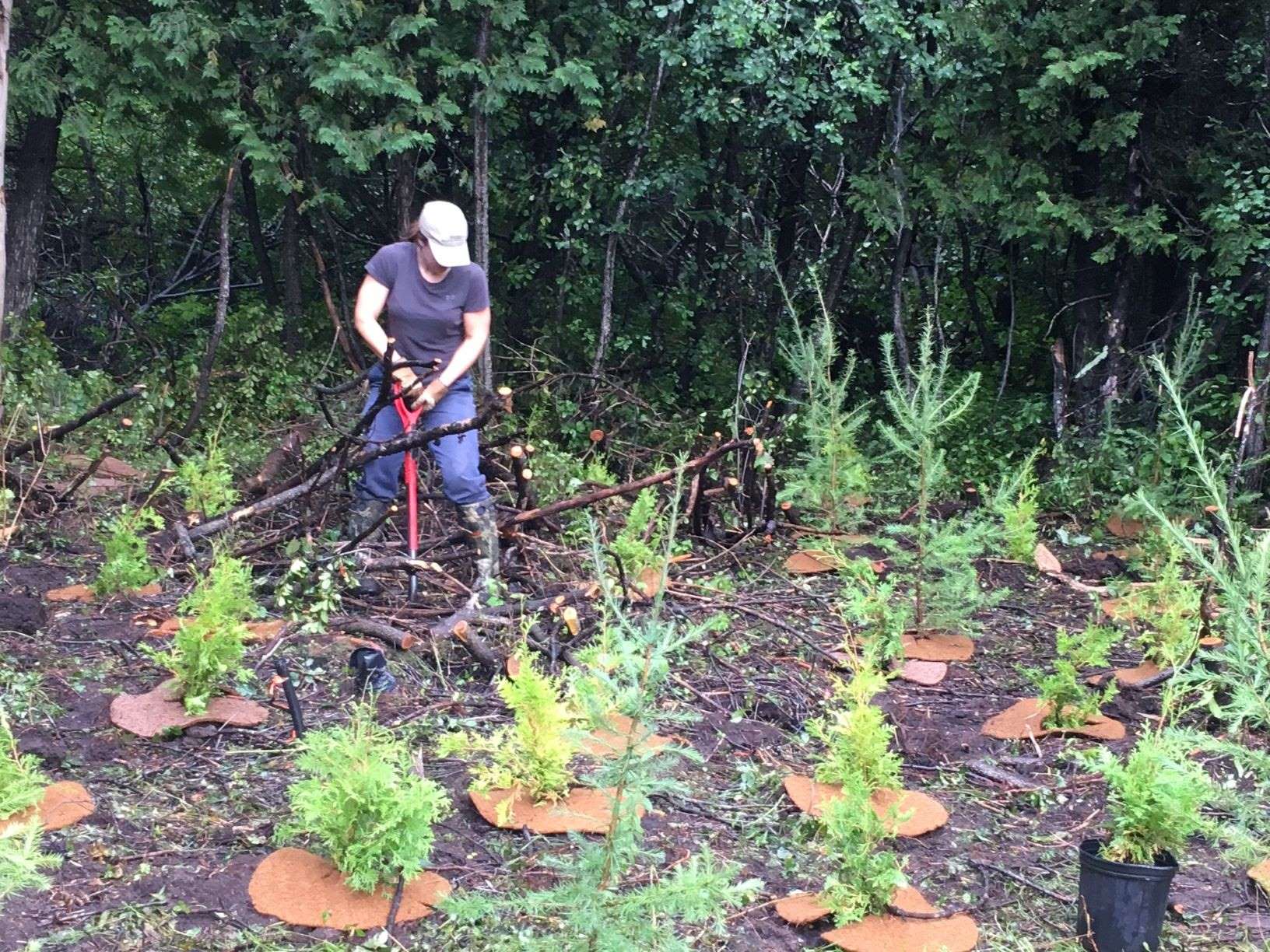 SNC extends deadline for subsidized tree orders by one week