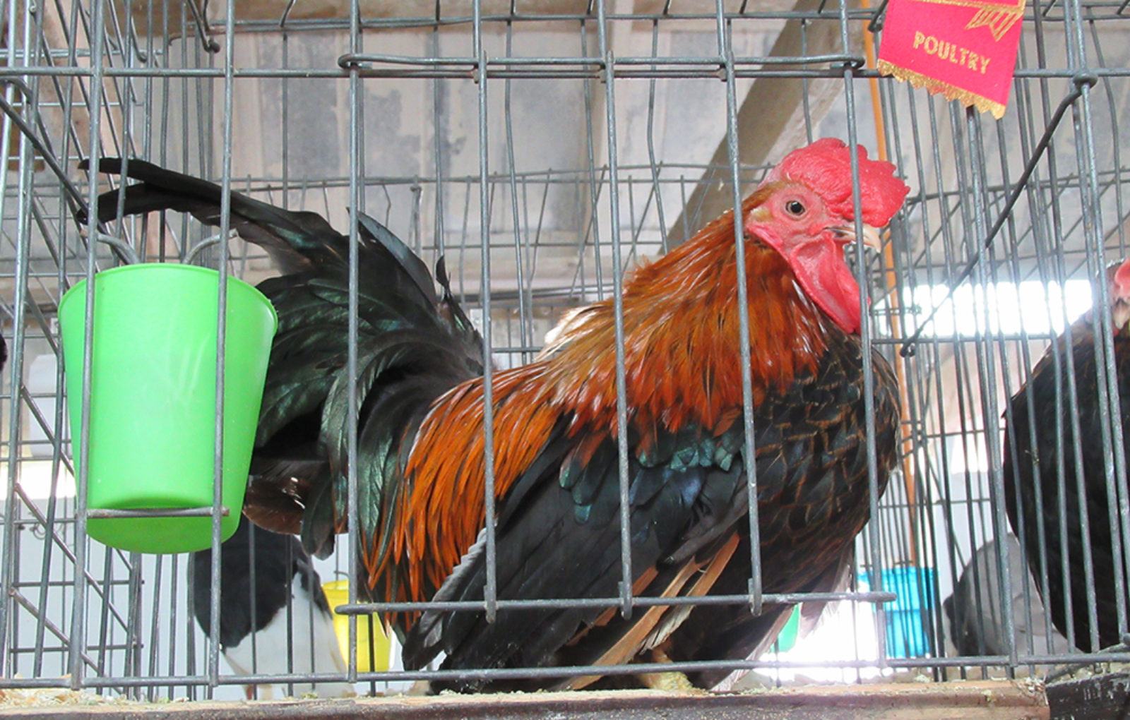 JM_JY1319LachutePoultry02