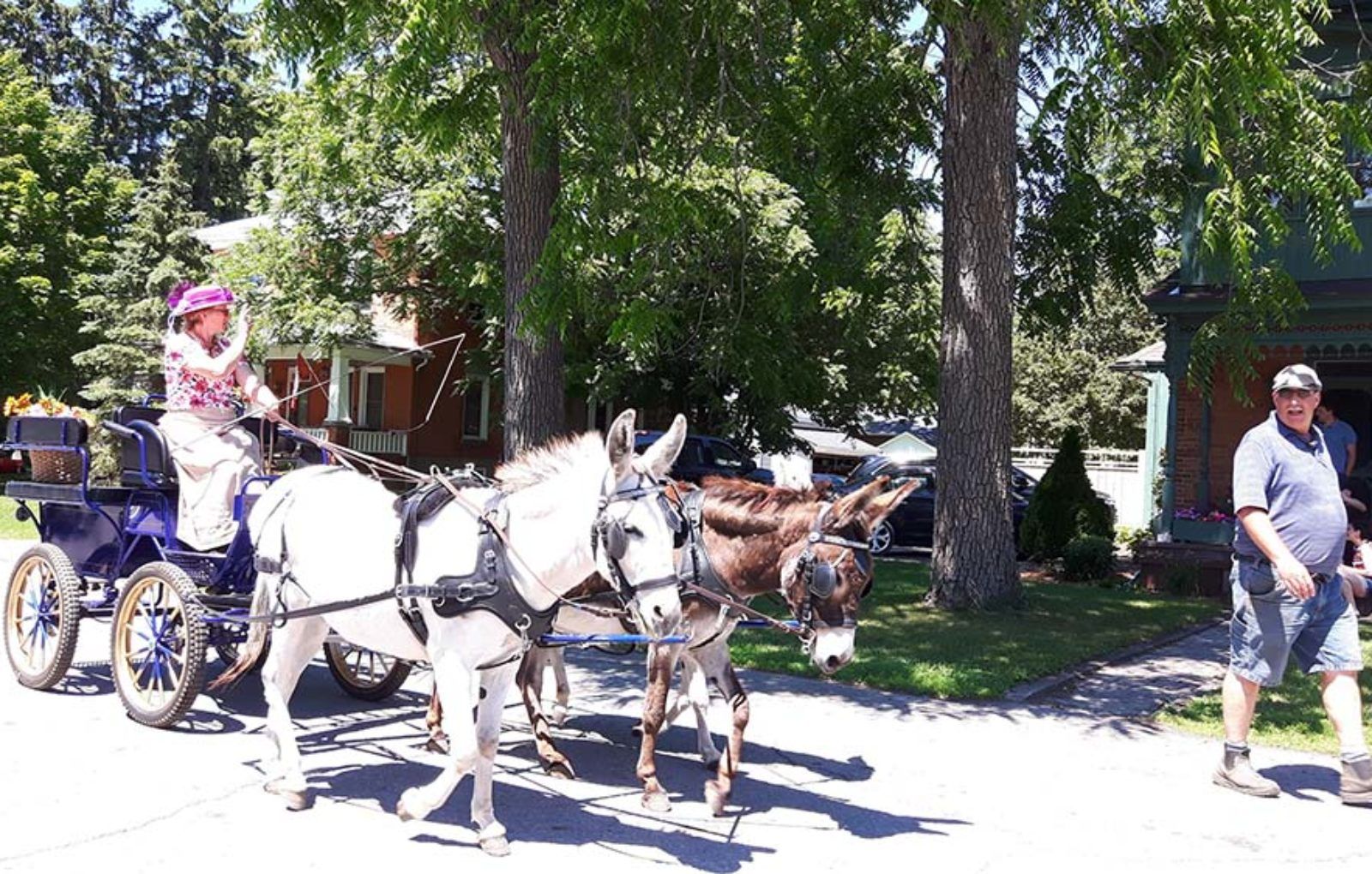 LS_July 10 2019 Horse and Buggy Parade (20)