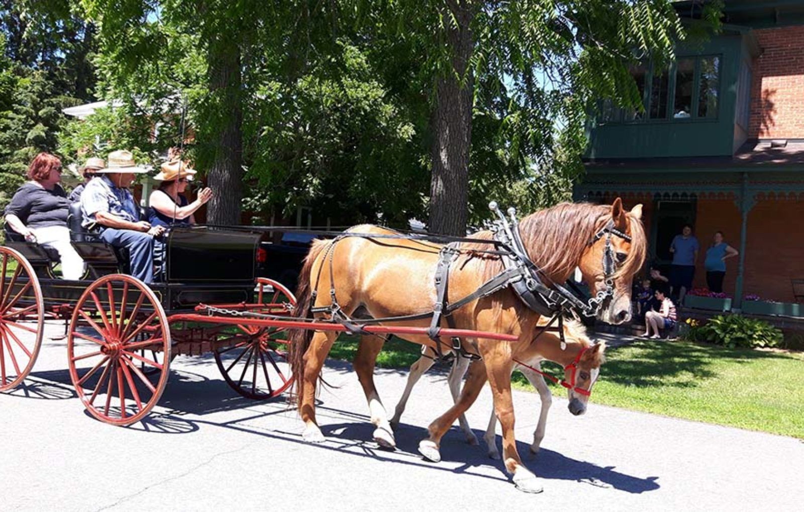 LS_July 10 2019 Horse and Buggy Parade (22)