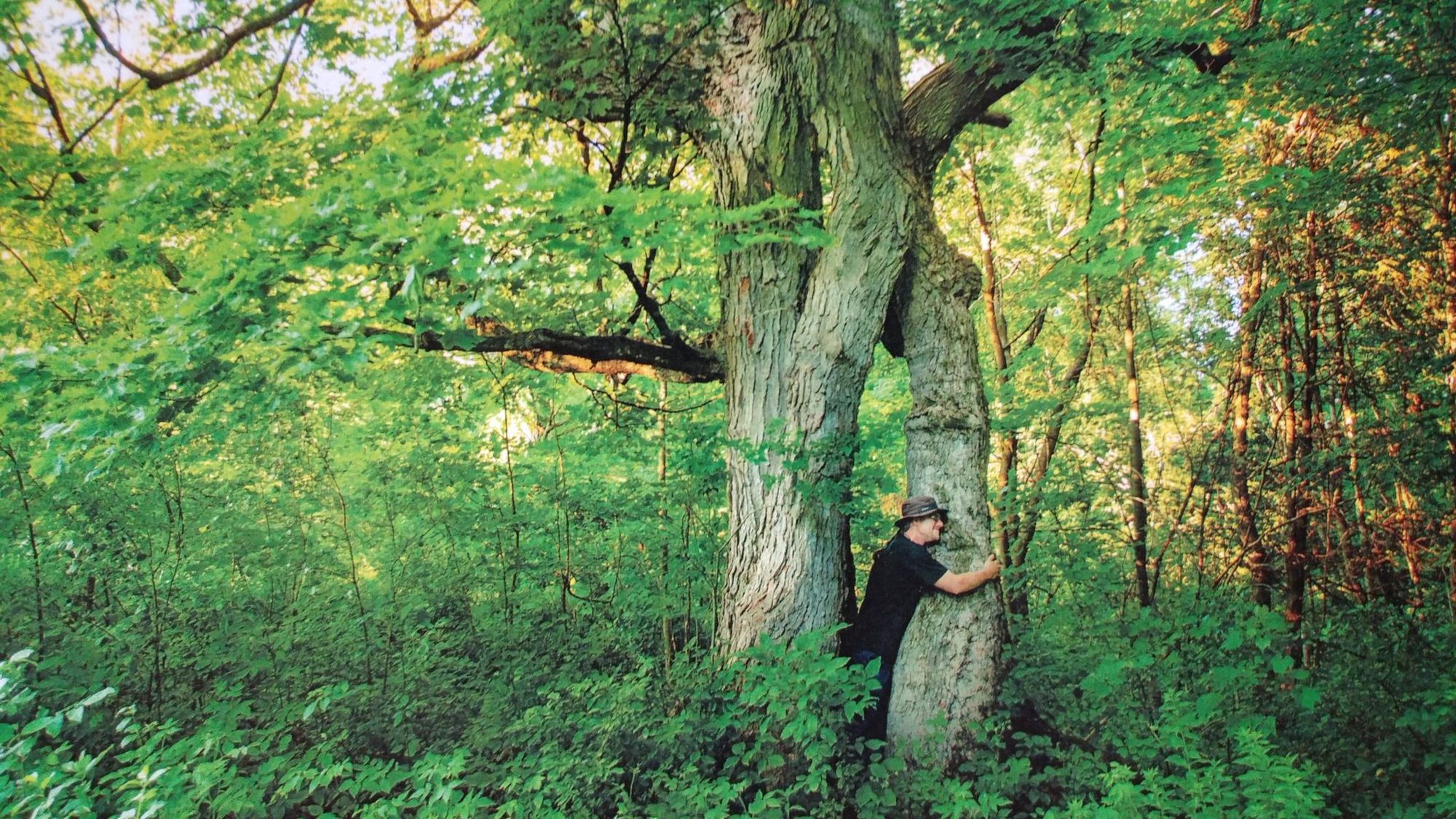 Trees are Barnyard Studios’ 2020 theme