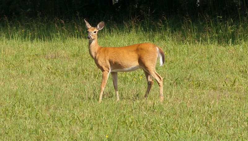 Chronic Wasting Disease has a long life in the natural environment