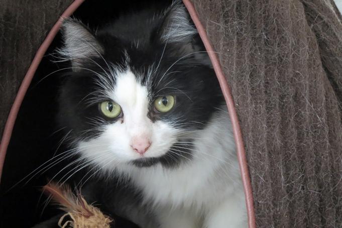 Vankleek Hill haven offers cats a second chance at life