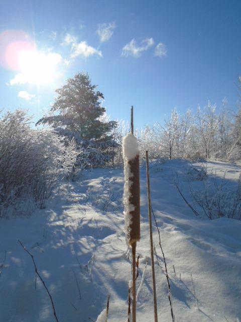 Tree identification in the winter: deadline to register for February 22 workshop is February 18