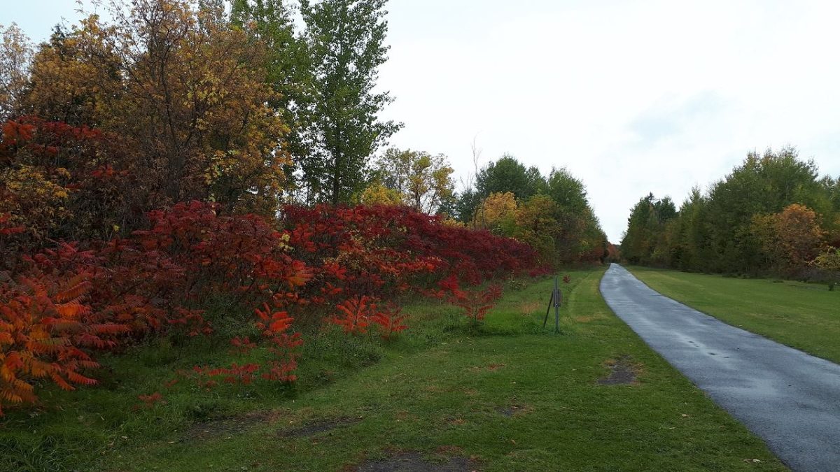 Community Market coming to recreational trail in Bourget