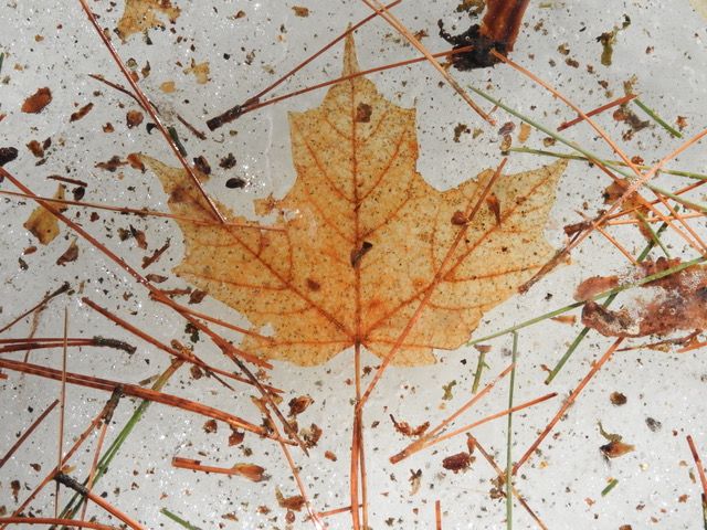 Arbor Gallery opens with: Thru the Lens