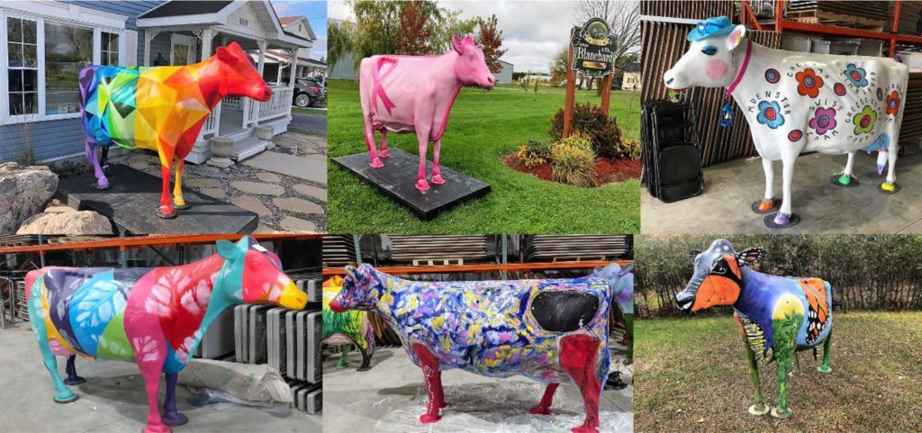 St-Albert Curd Festival launches painted cow statues project in
