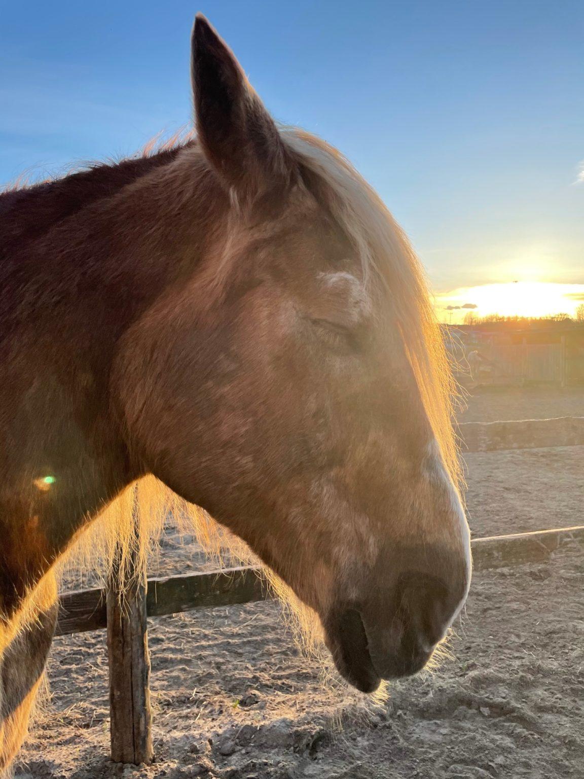 A Horse Tale Rescue provides care for abandoned and injured animals ...