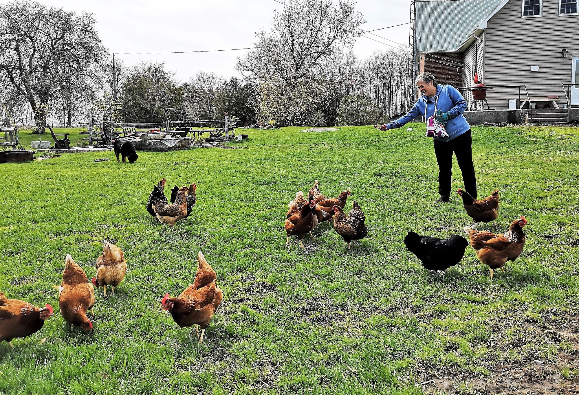Chickens as pets – owners in love with their feathered friends