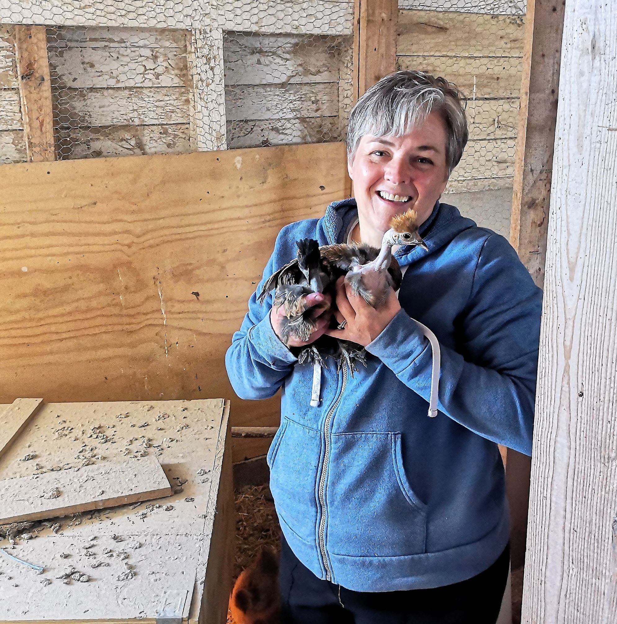 Champlain Township residents are asking about backyard chicken coops