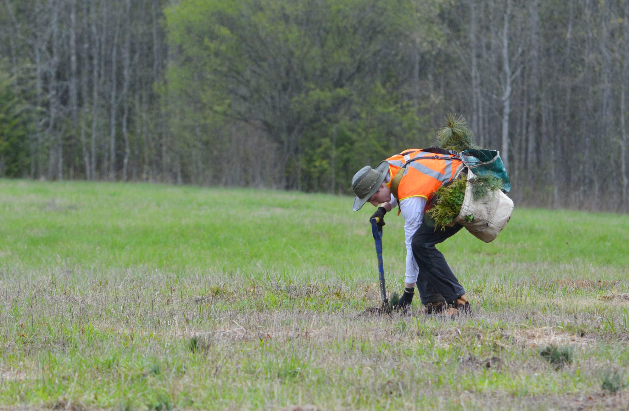 More than 65,000 trees to be planted in Prescott-Russell through Forests Ontario program