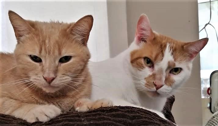 Online garage sale helps to raise funds for Hawkesbury’s Operation Spay and Neuter cat rescue organization