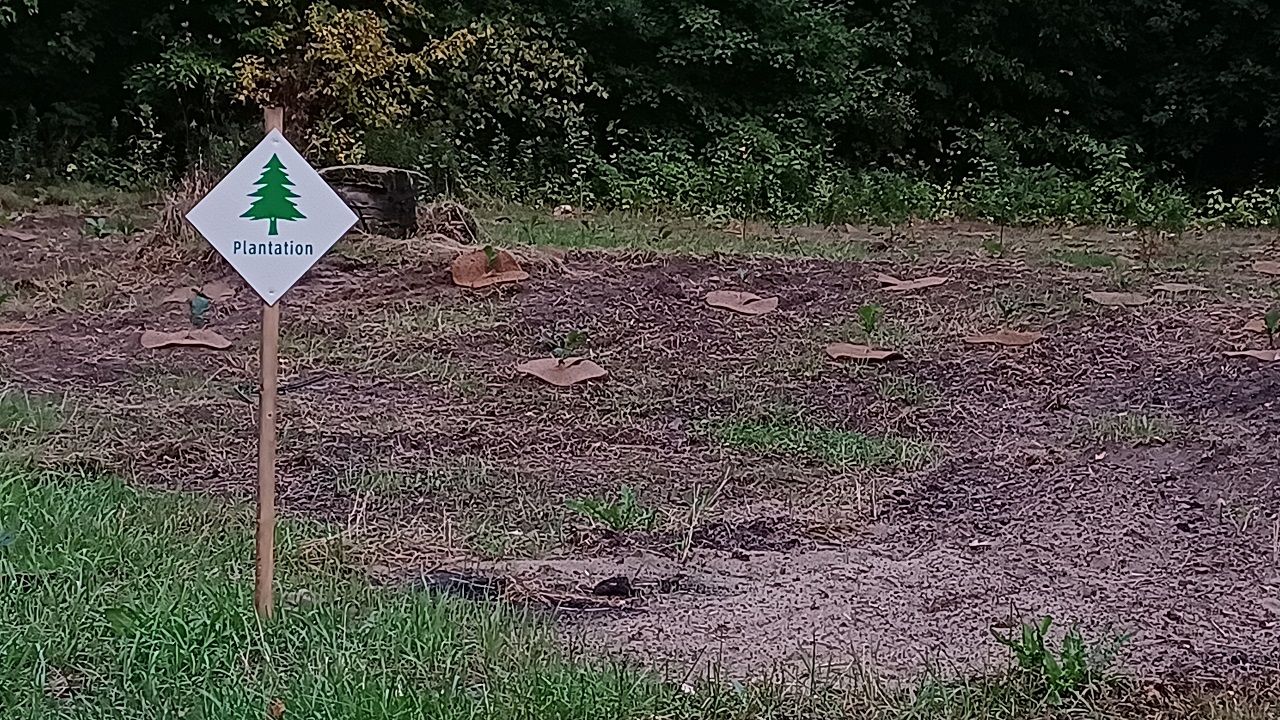 St-André-d’Argenteuil plants 8,000 trees as part of flood zone project