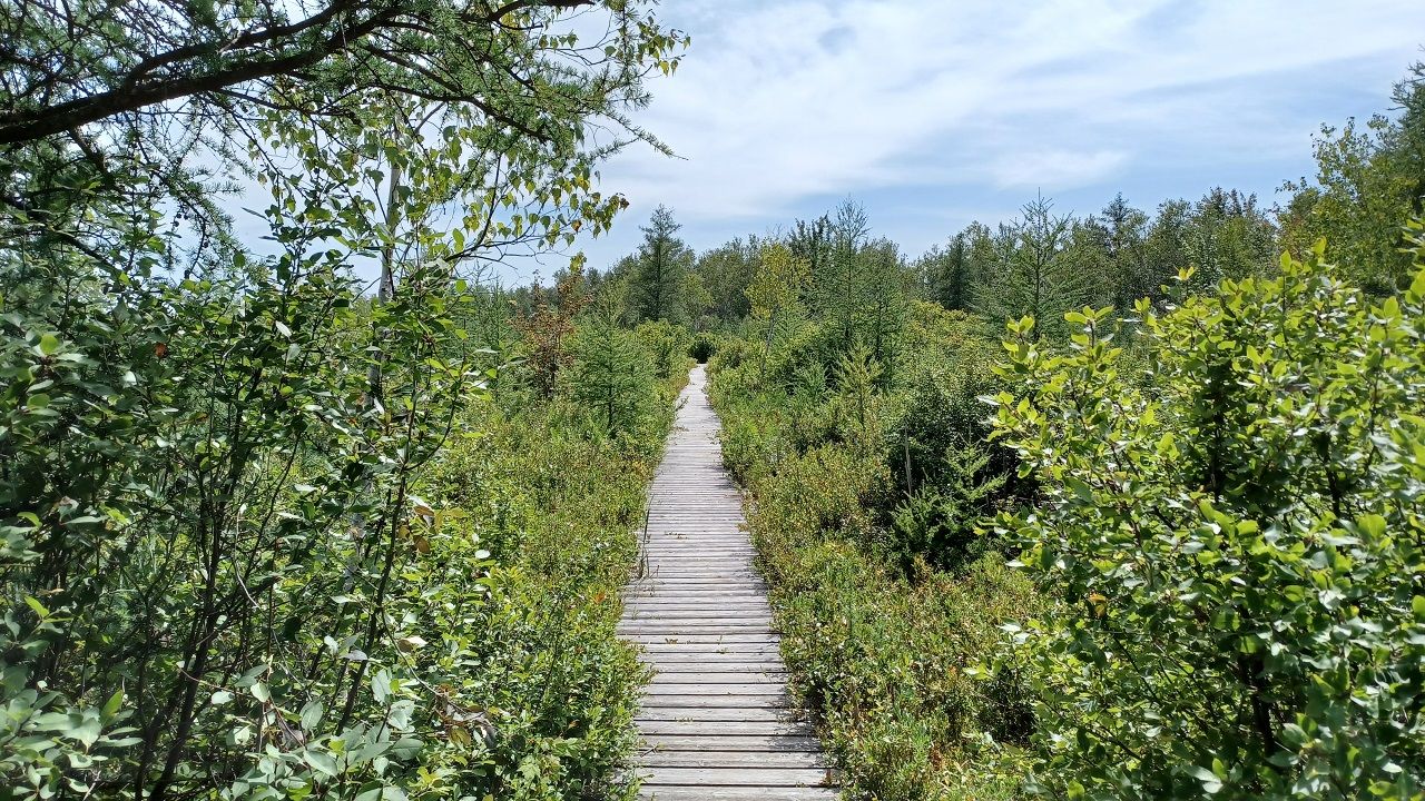 Province continues with provincial park plan for Alfred Bog