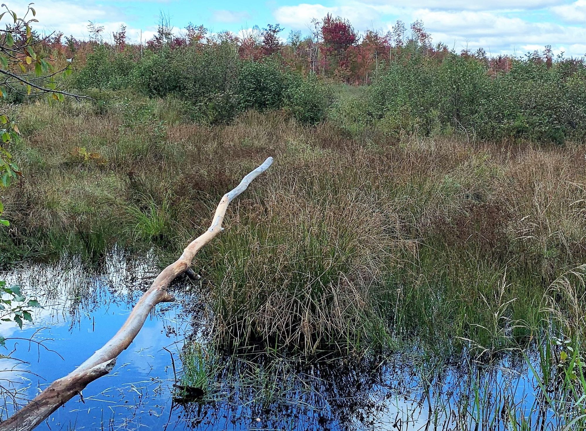 SNC partners with Ducks Unlimited Canada to restore wetlands cross Eastern Ontario