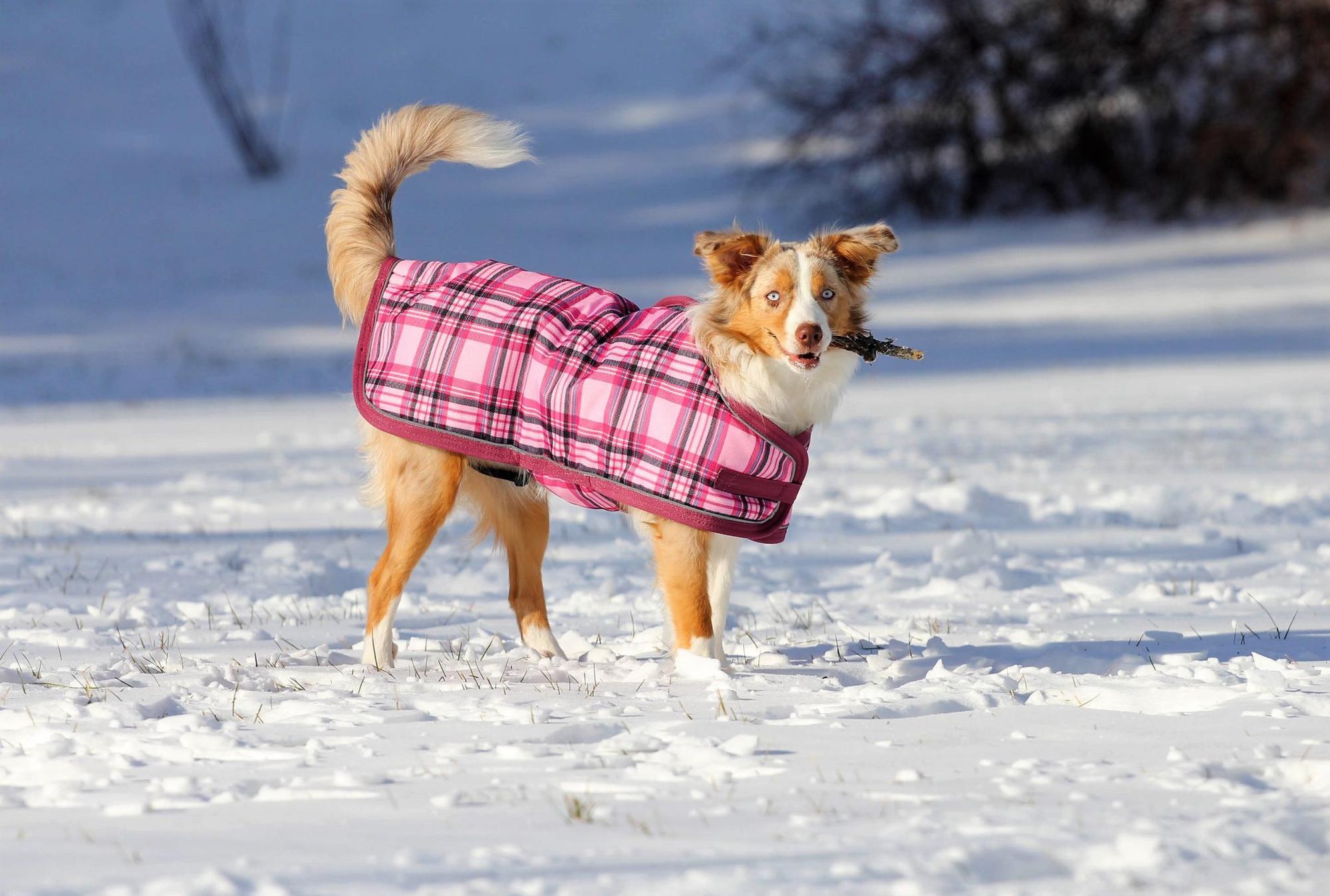 The Ontario SPCA and Humane Society urges caution in cold weather to keep animals safe