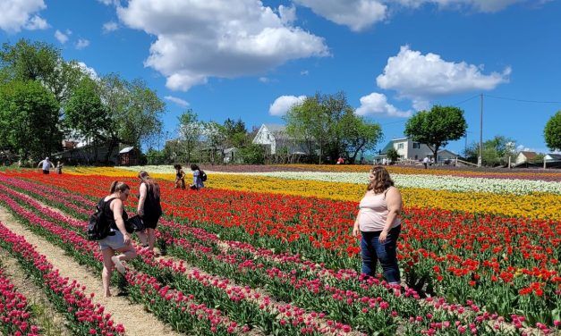 Tulip fields bustling on opening weekend
