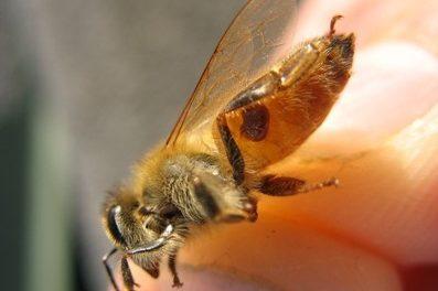 Beekeepers respond to Varroa Destructor mite damage