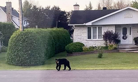 Hawkesbury OPP warn of bear sighting