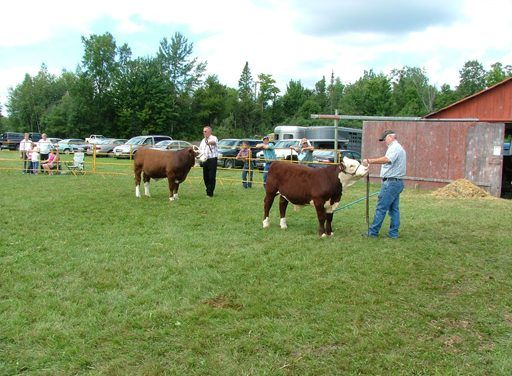 Showing beef cattle at local fairs is a tradition for the Bradley family