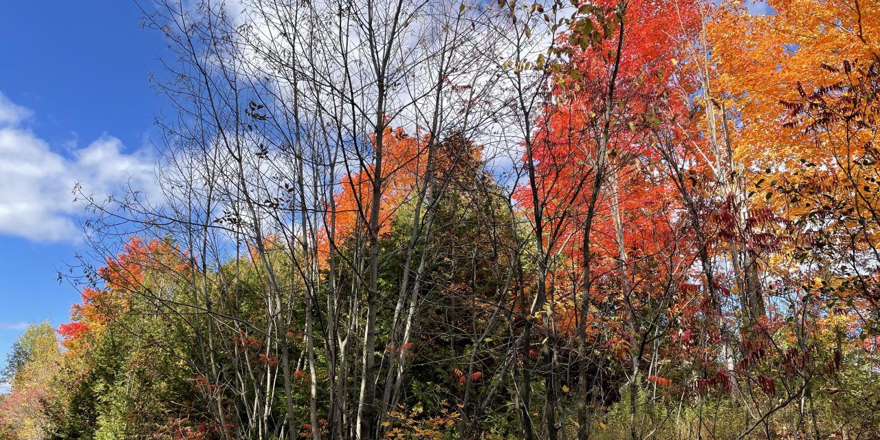 In all things give thanks