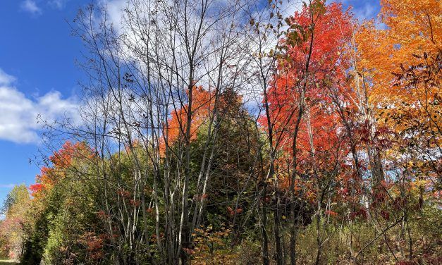 In all things give thanks