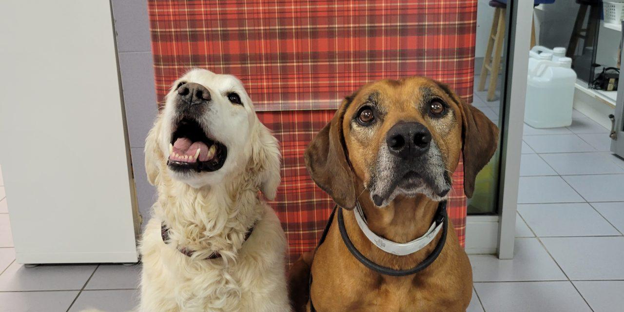 Dogs donate blood in Hawkesbury