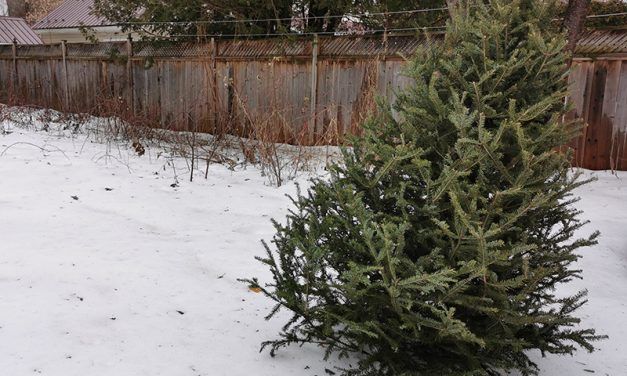 Municipalities collecting discarded Christmas trees