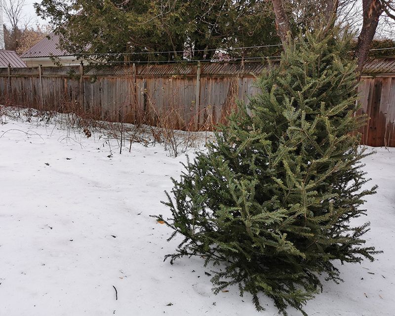 Municipalities collecting discarded Christmas trees