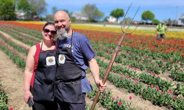 Vankleek Hill Tulip Fields targeting mid-May opening