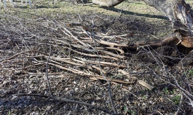 Two free weekends at Champlain landfill to help with ice storm clean-up