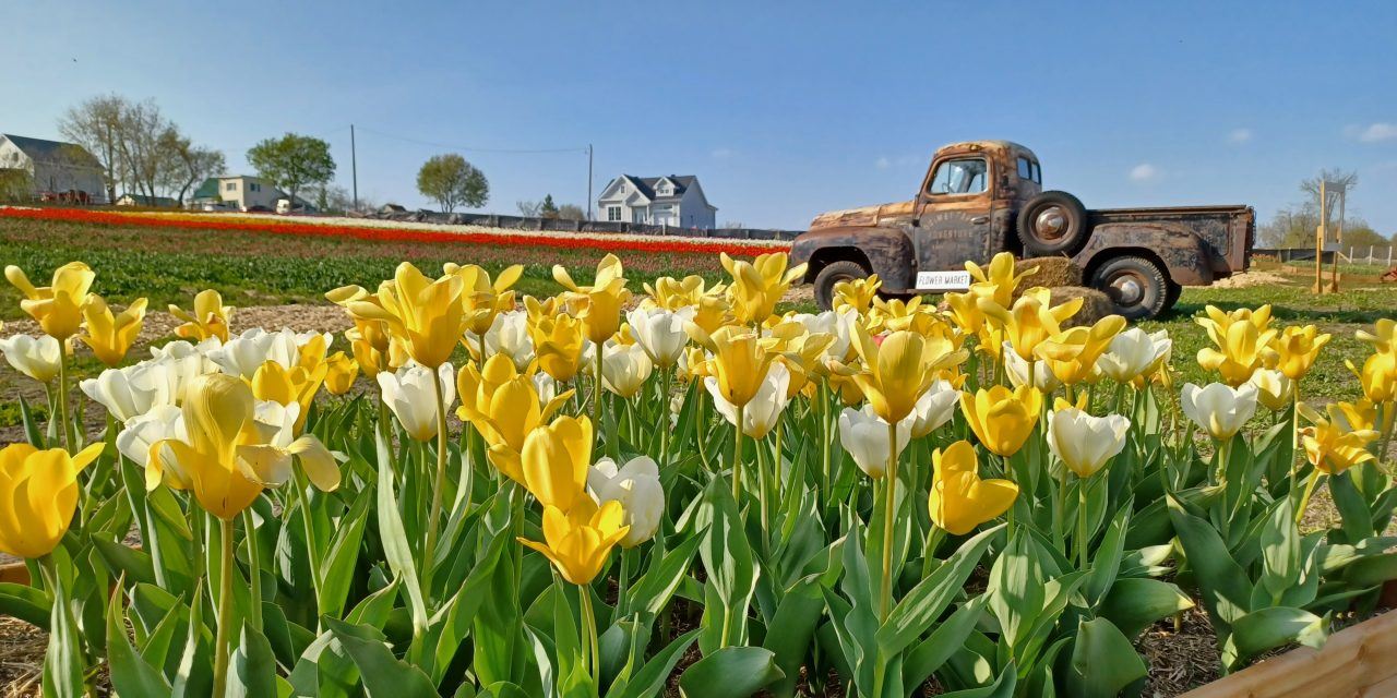 Vibrant colour at the Vankleek Hill Tulip Fields