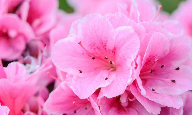 Celebrating International Women’s Day with some of the region’s elected women