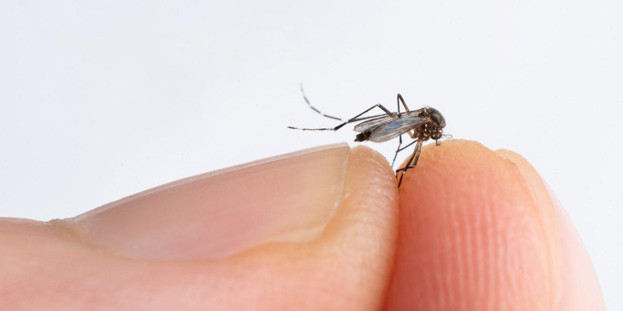 Mosquito season is coming back!