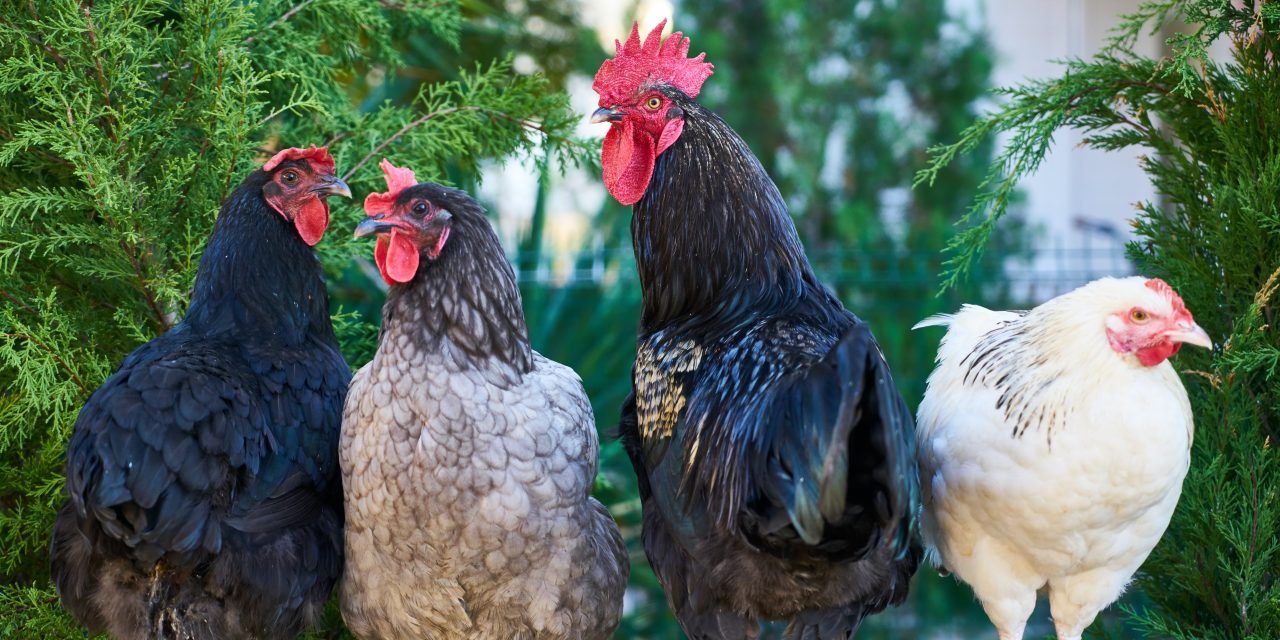 Champlain to consult with residents on backyard hens