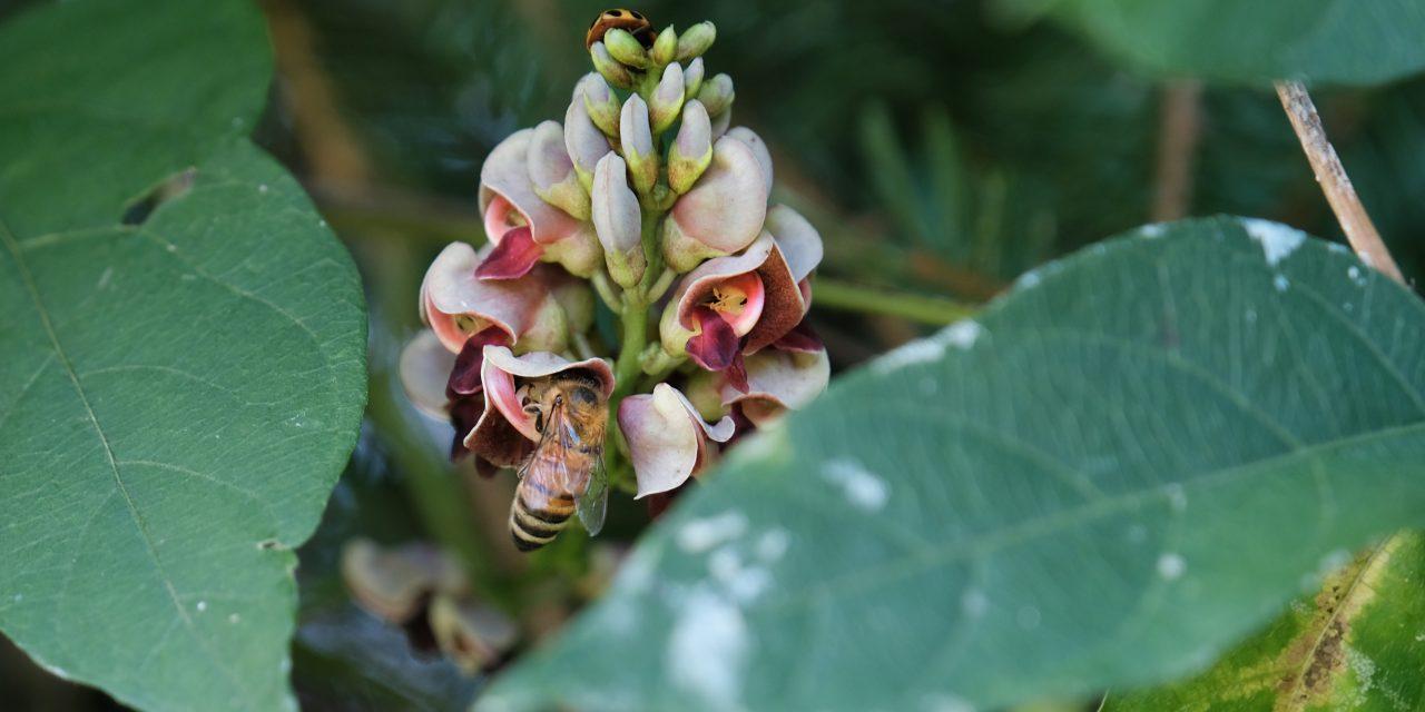 Become a citizen scientist at RRCA Conservation Areas