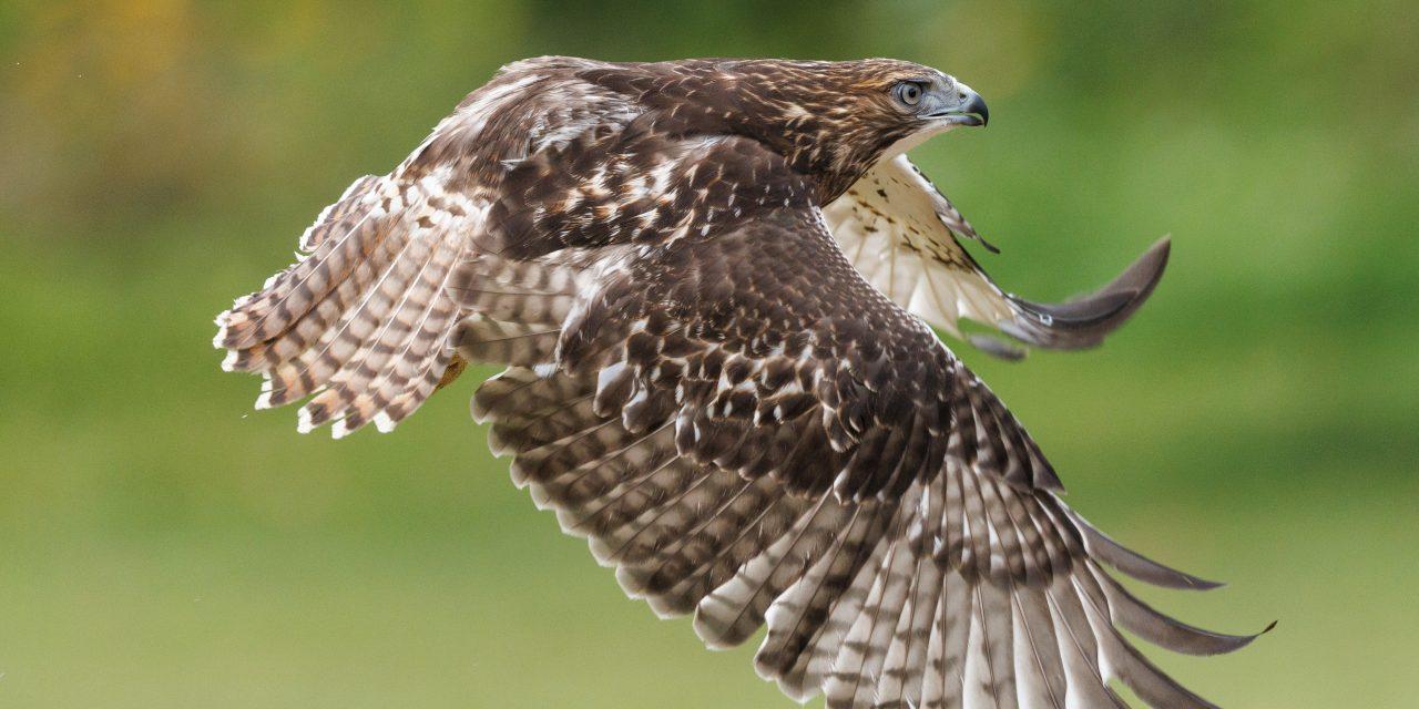 Flying home near Alfred