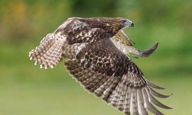 Flying home near Alfred