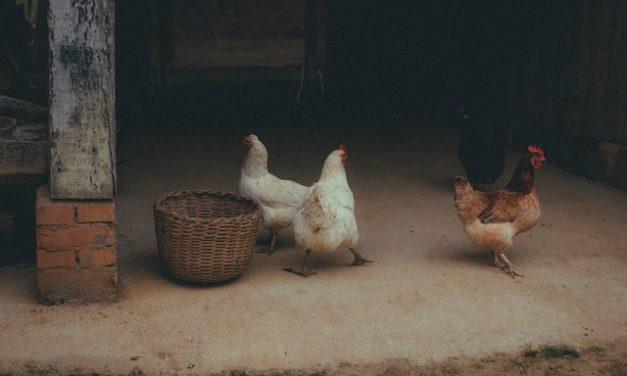 Backyard hens pilot project approved in Champlain