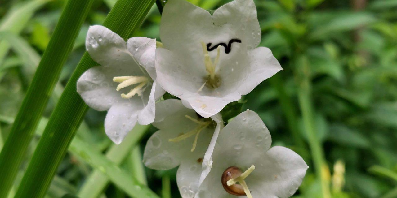 Pure magic at Arbor Gallery